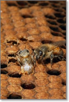 honeybeeborn